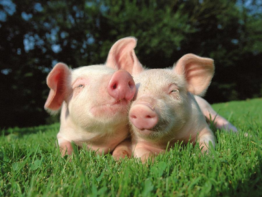 ���������